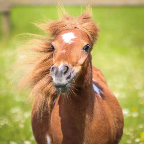 Bild von einem Shetland Pony, das sich schüttelt.