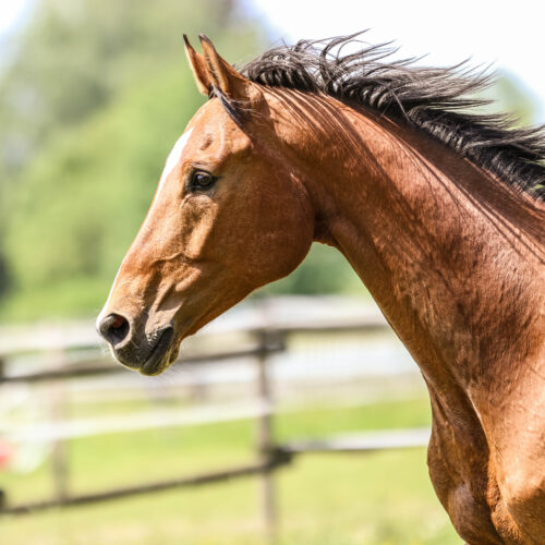 Bild vom Kopf eines braunen Pferdes auf einer Pferdekoppel.