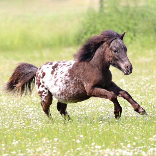 Bild von einem galoppierenden. schwarz-weiß gepunkteten Shetland Pony.