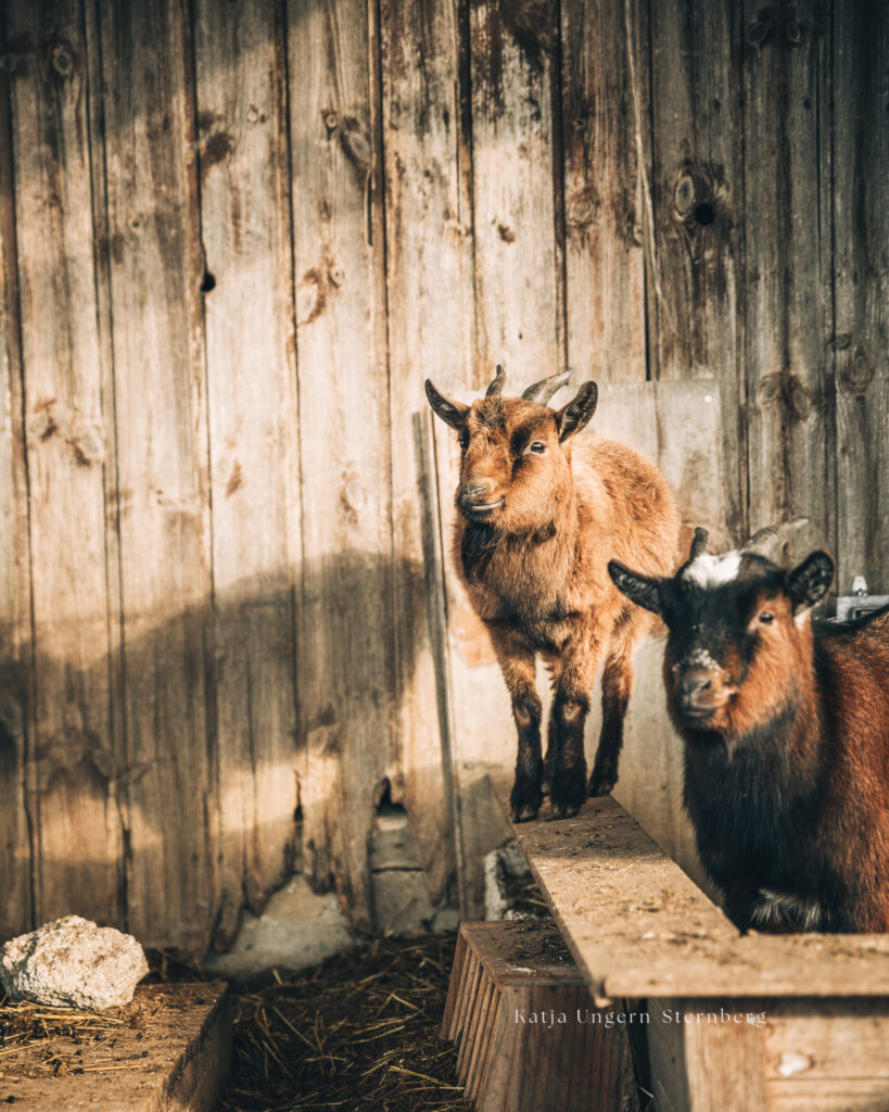 Bild von 3 Ziegen, die vor einer Holzwand stehen und liegen.