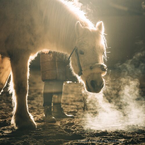 Bild von einem wei0en Pony in einer Reithalle.