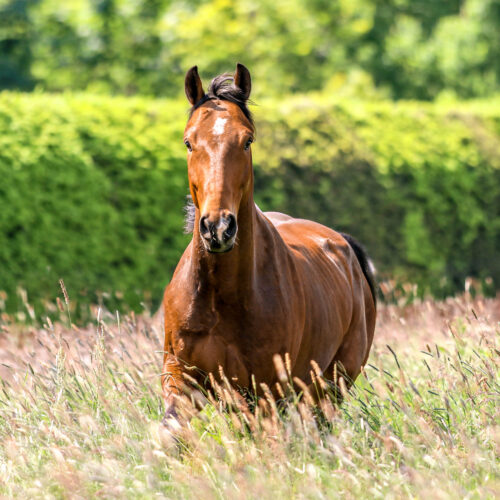 Bild von einem braunen Pferd, das auf einer Wiese mit sehr hohem Gras steht.