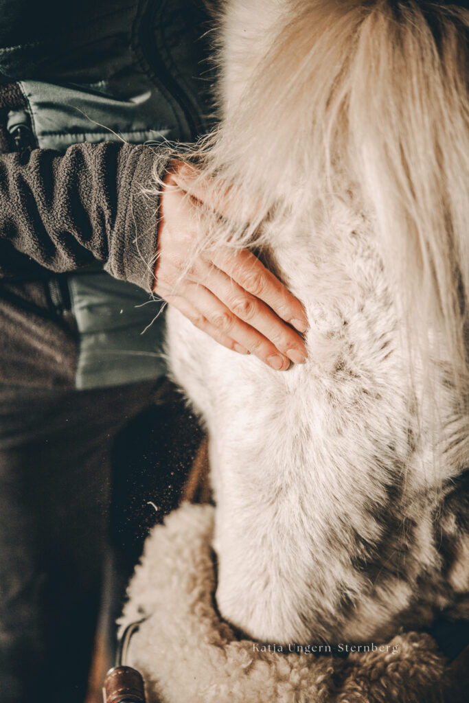 Bild von einer Hand auf der Stirn eines weißen Pferdes.